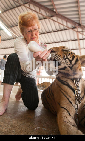 Bottiglia femmina di alimentazione di una tigre attraverso il tempio motivi a Tiger Tempio nel nord della Thailandia a Wat Pa Luang Ta Bowa Yannasampanno Foto Stock