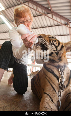 Bottiglia femmina di alimentazione di una tigre attraverso il tempio motivi a Tiger Tempio nel nord della Thailandia a Wat Pa Luang Ta Bowa Yannasampanno Foto Stock