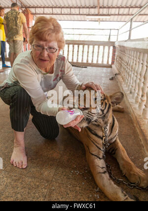 Donna biberon una tigre attraverso il tempio motivi a Tiger Tempio nel nord della Thailandia a Wat Pa Luang Ta Bowa Yannasampanno Foto Stock