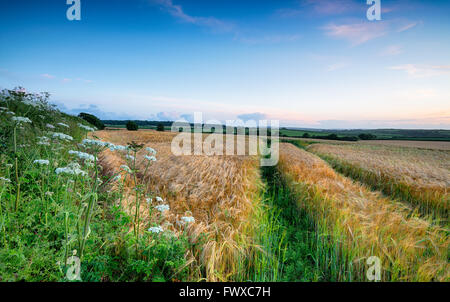 Dusk falls over a field of ripening barley near Bodmin in the Cornish countryside Foto Stock