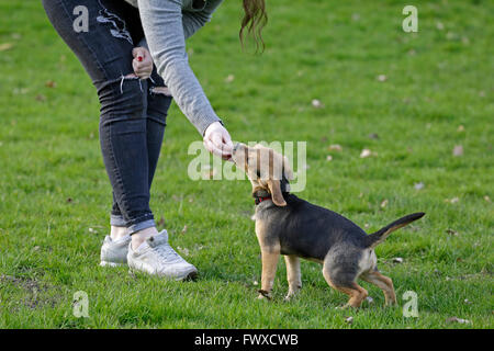 Giovane donna con il suo piccolo cane Foto Stock