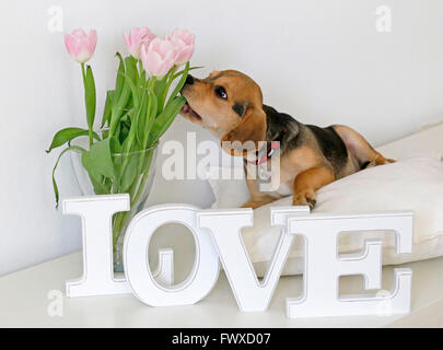 Giovani beagle-pug mongrel ("puggle') seduti dietro la Scrittura dice che "l'amore" Foto Stock