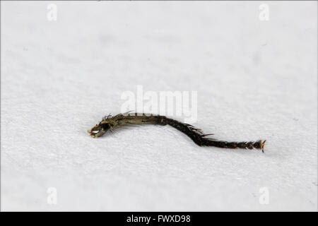 Macro di housefly (Musca domestica) gamba. Foto Stock