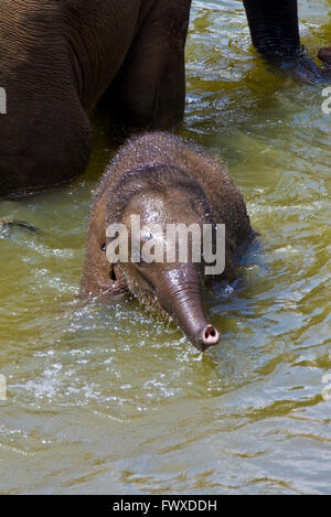 Elefanti, genitore e lupetti la balneazione nel fiume, l'Orfanotrofio degli Elefanti di Pinnawela, Sri Lanka Foto Stock