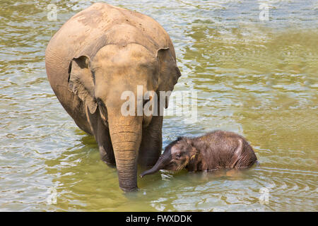 Elefanti, genitore e lupetti la balneazione nel fiume, l'Orfanotrofio degli Elefanti di Pinnawela, Sri Lanka Foto Stock