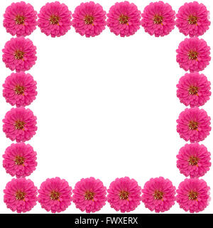 Zinnias flower frame isolati su sfondo bianco Foto Stock