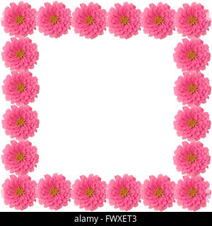 Zinnias flower frame isolati su sfondo bianco Foto Stock