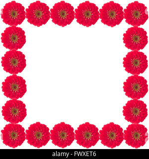 Zinnias flower frame isolati su sfondo bianco Foto Stock