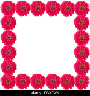 Zinnias flower frame isolati su sfondo bianco Foto Stock