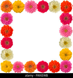 Zinnias flower frame isolati su sfondo bianco Foto Stock