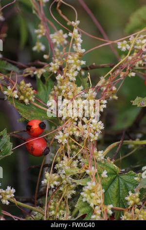 Gli steli e fiori di trifogli tremava (Cuscuta epithymum) cresce sulle rose. Foto Stock