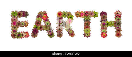 Terra di lettere maiuscole da bromeliad alfabeto fiori isolati su sfondo bianco Foto Stock