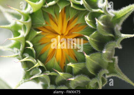 Girasole con petali gialli chiuso coprendo i semi e la testa. Foto Stock