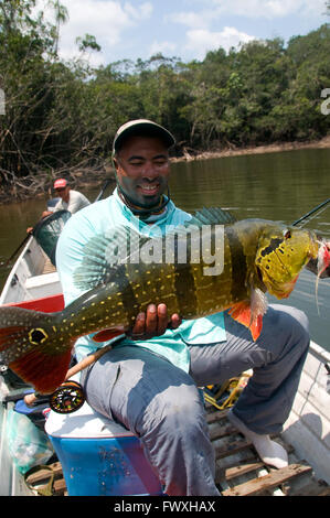 Un pescatore che solleva un gigante peacock bass catturato sul volo in colorate acque della laguna off il colombiano Cano Bocon come la sua guida guarda a. Foto Stock