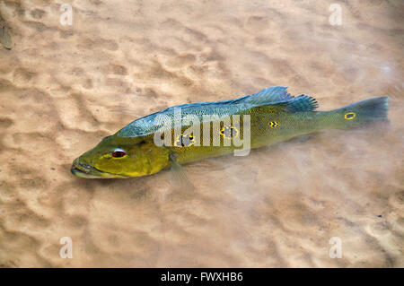 Banchi di sabbia lungo la Colombia la scenografica Cano Bocon sul lato orientale Llanos offre il primo La pesca di grande farfalla pavone basso. Foto Stock