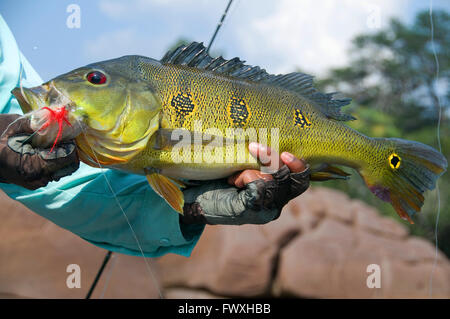 Un pescatore che solleva un gigante farfalla pavone basso catturati su una mosca nelle acque della laguna fuori della Colombia Bocon Inirida (fiume). Foto Stock