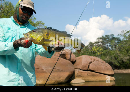 Un pescatore che solleva un gigante farfalla pavone basso catturati su un volo in laguna rocciosa acque al largo della Colombia Cano Bocon fiume. Foto Stock