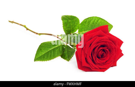 Single Red Rose fiore, isolati su sfondo bianco Foto Stock