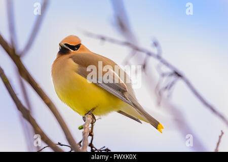 Luminose increspato le piume su un cedro Waxwing arroccato nella struttura ad albero rivolto verso sinistra. Blu sfocate sullo sfondo del cielo Foto Stock