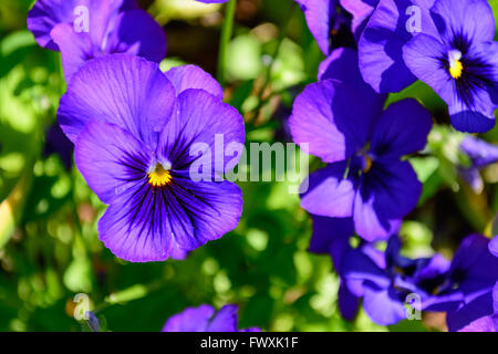 Viola Pansy con colore giallo brillante centro di messa a fuoco selettiva in primo piano con Pansies e verde in background Foto Stock