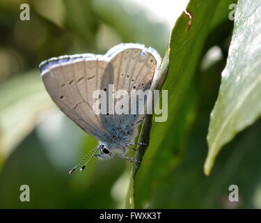 Holly blu (Celastrina argiolus) che mostra la parte inferiore delle ali. Delicato blue butterfly nella famiglia Lycaenidae, a riposo su ivy Foto Stock