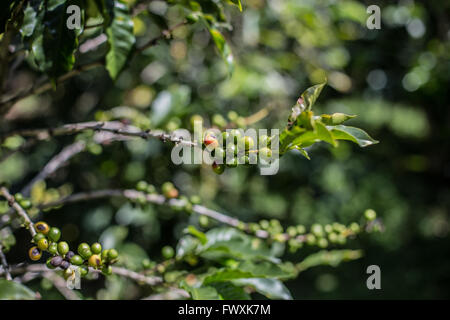 Ciliegie di caffè crescente sul verde la pianta del caffè con sfondo sfocato Foto Stock