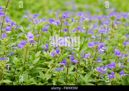 Blue Hawaii flower (brasiliano Snapdraon) Foto Stock