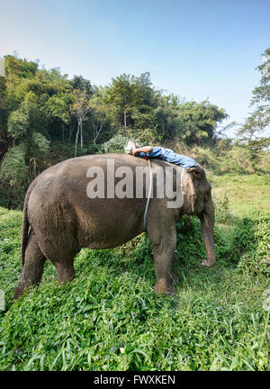 Mahout dormire sul suo elefante in Thailandia del Nord Foto Stock