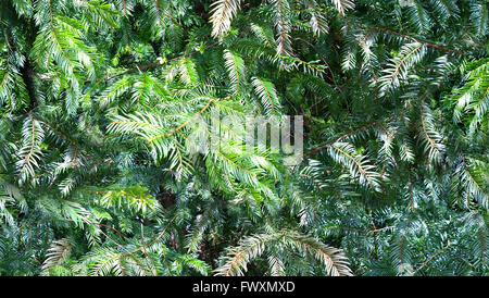 HD texture seamless, abete con Bright Green aghi Foto Stock