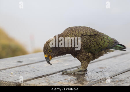 Fotografia di un pappagallo Kea sull'Keplero via sull'Isola del Sud della Nuova Zelanda. Foto Stock