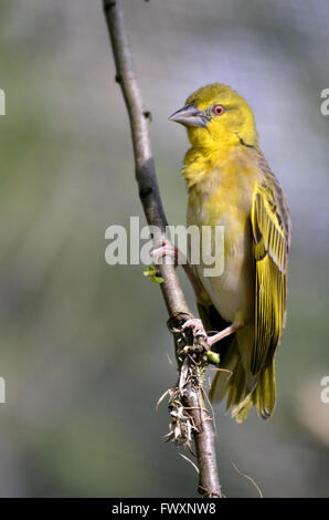 Villaggio femmina Weaver (Ploceus cucullatus) sul ramo Foto Stock