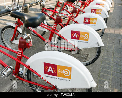 Biciclette a noleggio in una riga nel centro della città di Anversa, nelle Fiandre, in Belgio Foto Stock