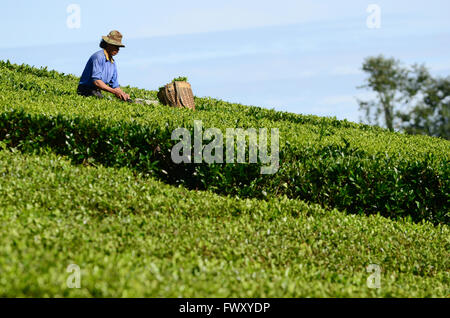 Agricoltore la raccolta di foglie di tè presso la piantagione nella Patuha, Bandung. West Java, Indonesia Foto Stock