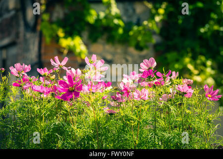 Blooming cosmos fiori su una strada della città sullo sfondo Foto Stock