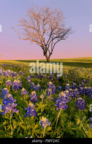 Fiore selvatico Bluebonnet nella città di Ennis, Texas, Stati Uniti d'America, al tramonto, crepuscolo Foto Stock