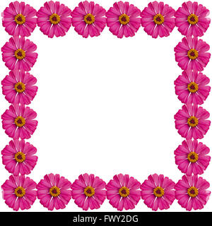 Zinnias flower frame isolati su sfondo bianco Foto Stock