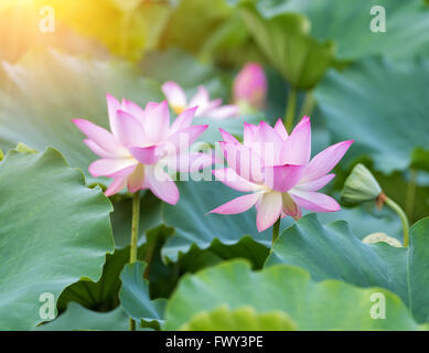 Fiore di loto e fiore di loto piante Foto Stock