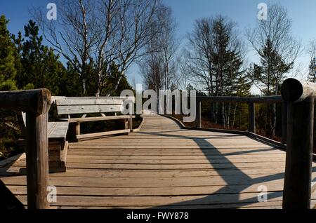 Due panche sul percorso di legno nella foresta Foto Stock