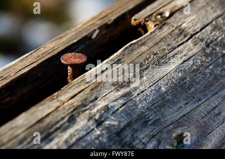 Vecchio chiodo arrugginito in legno marcio log. Foto Stock