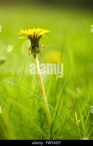 Dettaglio della chiusa gialla tarassaco bloom isolata sulla sfocatura dello sfondo verde. Foto Stock