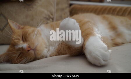 Focus sulle zampe incrociate di zenzero gatto addormentato al sole Foto Stock