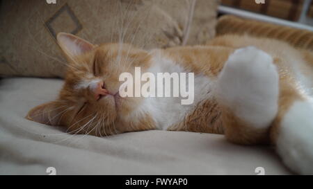 Lo zenzero gatto addormentato con zampe incrociate davanti a lui Foto Stock