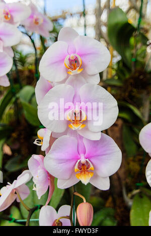 Bella bianco e orchidea viola fiore nel giardino del sole al mattino Foto Stock