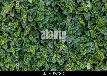 Menta fresca nel souk di Marrakech Foto Stock