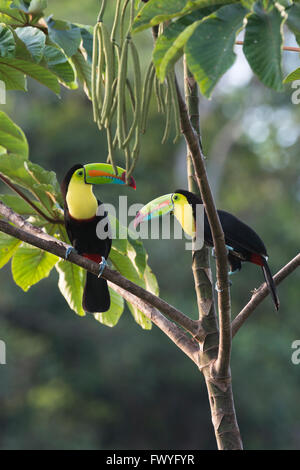 Chiglia fatturati Toucan (Ramphastus sulfuratos) in una struttura ad albero, Provincia de Heredia, Costa Rica Foto Stock