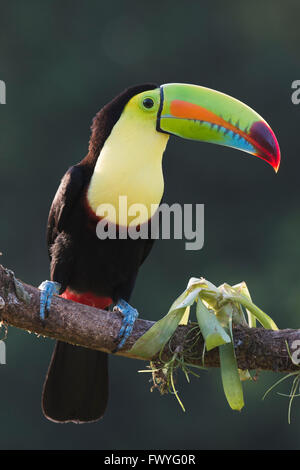 Chiglia fatturati Toucan (Ramphastus sulfuratos) appollaiato su un ramo, Provincia de Heredia, Costa Rica Foto Stock