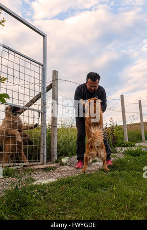 Hunedoara, Romania - 21 Giugno 2014: Happy Chow Chow cane saluta il proprietario con una serie di salti Foto Stock