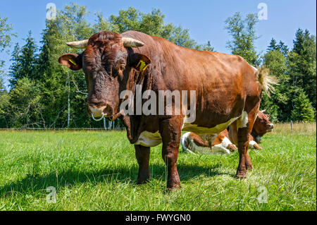 Marrone e bianco macchiato bull con naso anello al pascolo, Bull, gli animali domestici della specie bovina (Bos primigenius taurus), Sachsenkam Foto Stock