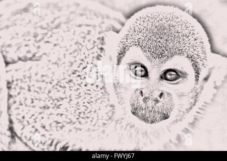 Bianco e nero ritratto di carino piccolo Comune di Scimmia di scoiattolo in piedi e attentamente guardando curiosamente la fotocamera A Foto Stock