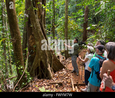 Penisola di OSA, COSTA RICA - Guida Naturalista con eco-turisti nella foresta di pioggia sulla passeggiata. Foto Stock